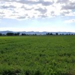 Green field and distant mountains in Montrose, Colorado, highlighting natural beauty near commercial property for lease.
