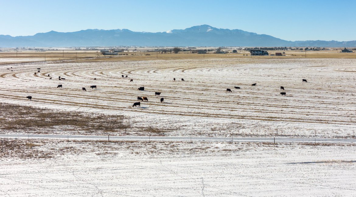JEB Ranch pivot with cattle