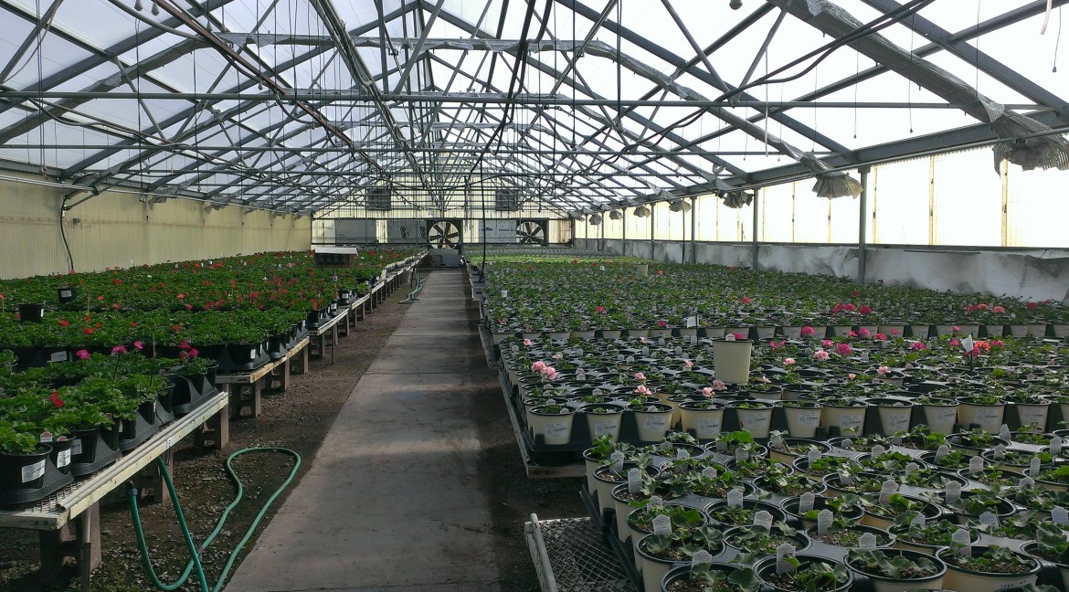 Greenhouse1