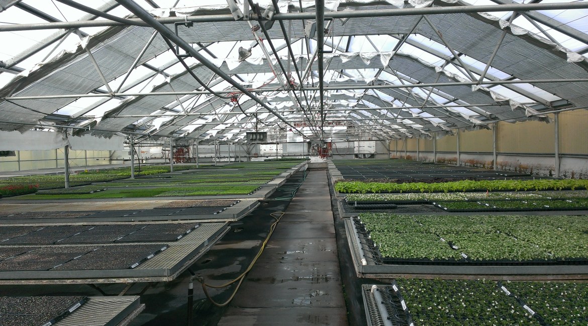 Greenhouse3