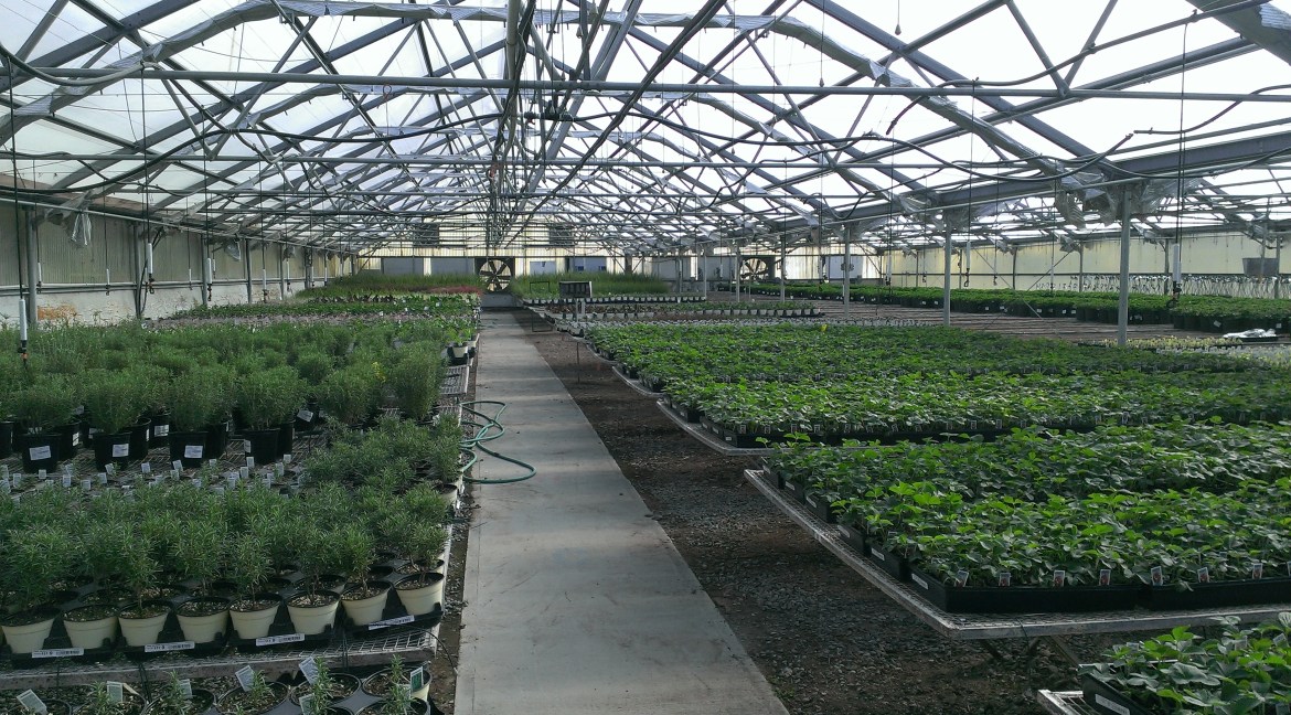 Greenhouse4